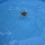 Intex 26701EH Prism Frame 10ft (3.05m) x 30in (76cm) Above Ground Pool Set – 1,185 Gallon (4,486L) Capacity with Filter Pump – Rust & Puncture Resistant, Quick Setup photo review