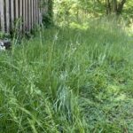 MZK 40V (2×20V) Cordless Electric Lawn Mower – 13″ (33 cm) Deck, Dual 4.0 Ah Batteries & 4-Position Height photo review